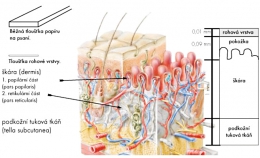 Dermis