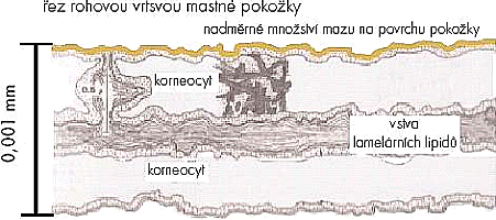 řez mastnou pokožkou