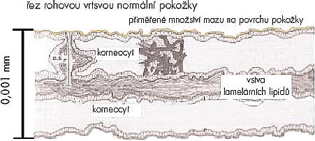 řez normální pokožkou